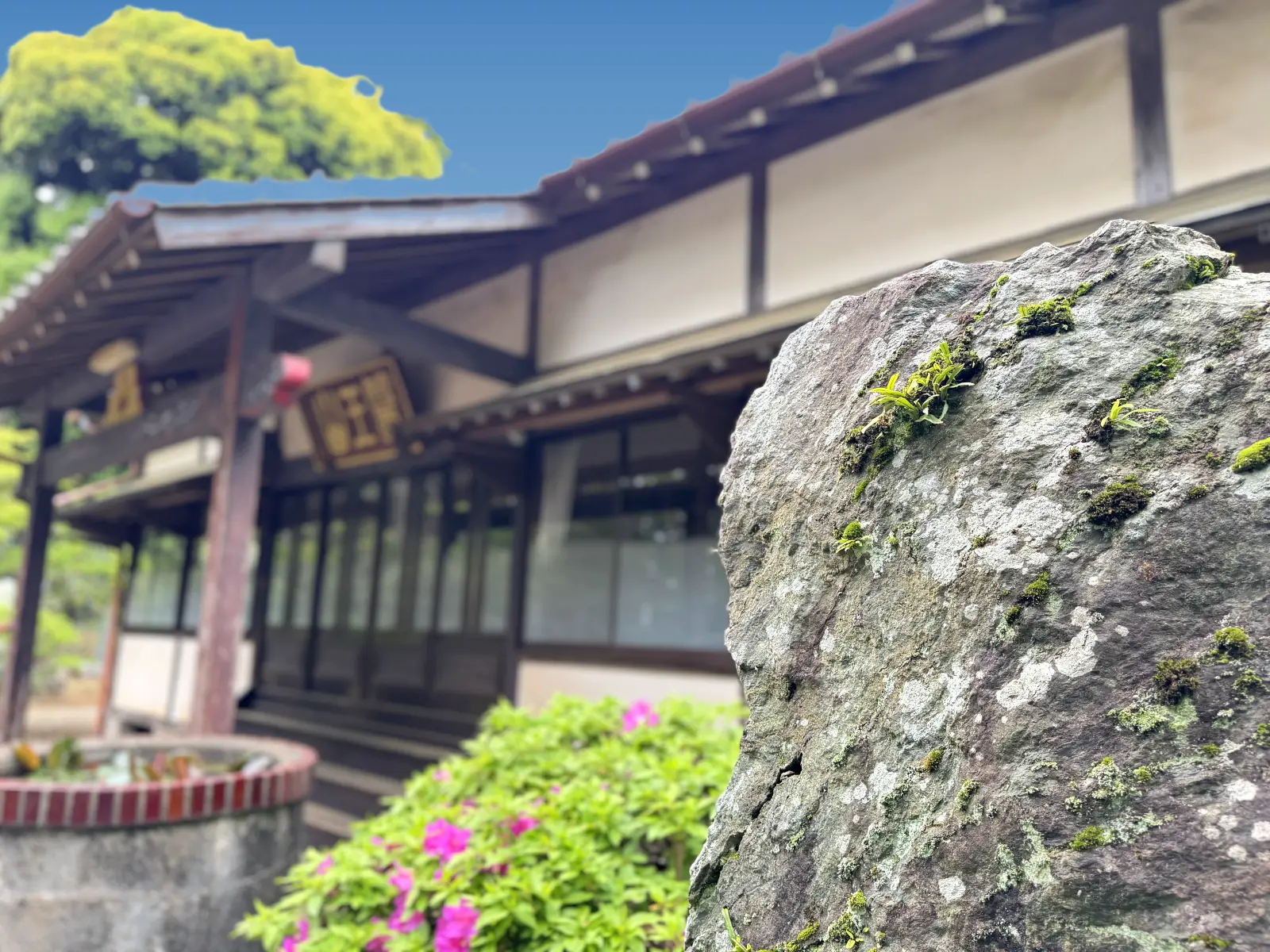 紫陽花の咲く満願寺の本堂